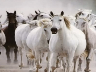 ویدئو :  اسب های زیبا با اهنگshape of my haert