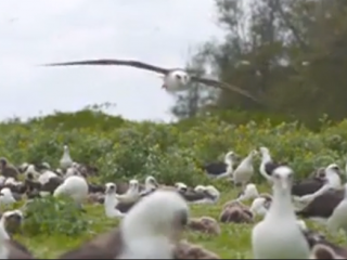 ویدئو :  حقیقت تلخ انسان ها