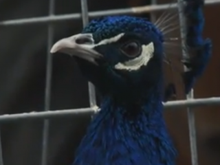 ویدئو :  کلیپ دیدنی از حیوانات بامزه HD