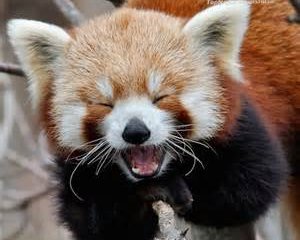 ویدئو :  شادی وصف ناپذیر پاندای قرمز از بارش برف