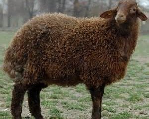 ویدئو :   تهاجم فرهنگی به گوسفندها هم رسید