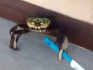 ویدئو:  خرچنگ زور گیر دیده بودید ؟