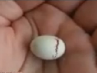 ویدئو:    لحظات اولیه ی به دنیا آمدن جوجه پرنده