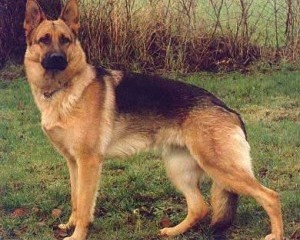 ویدئو:   معرفت را ببینید