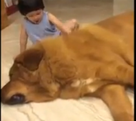 ویدئو:    بازی بچه با سگ بزرگ