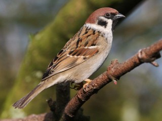 ویدئو:  تلاش دیدنی  گنجشک برای نجات گنجشکی دیگر