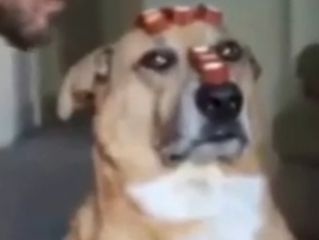 ویدئو:    ویدیوی نظم و انضباط ‫‏سگ‬ ها