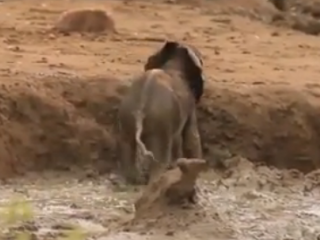 ویدئو:   لحظه ای زیبا از نجات یک بچه فیل توسط والدینش