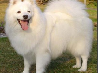 ویدئو :  خنده رو........