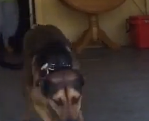 ویدئو : سگ وفادار