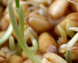 جوانه گندم گیاهی ضد سرطان