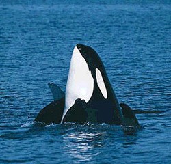 ویدئو :  دوستی دیدنی