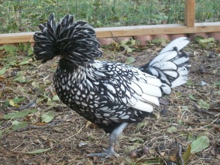 ویدئو : به نظرتون بروسلی فقط ی انسان بود!!؟؟؟