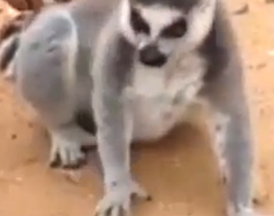 ویدئو :   حیونه خودش میگه نازم کنید .