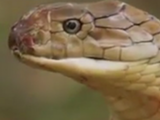 ویدئو :   رام کردن مار تماشایی -دی دیل