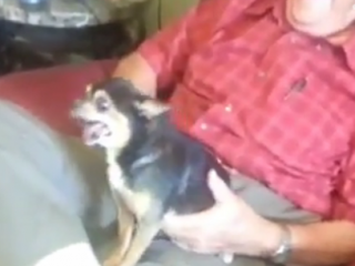 ویدئو :  وقتی سگ از یکی بدش بیاد