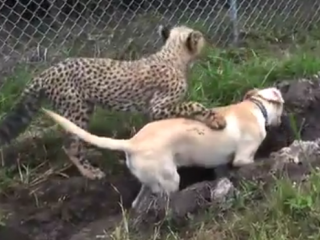 ویدئو : دوستی میان سگ و یوز پلنگ