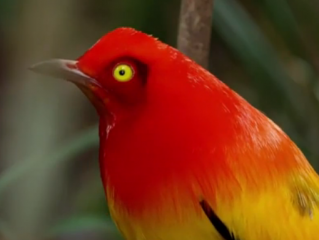 ویدئو : ماتادور شدن برای دل دلبر