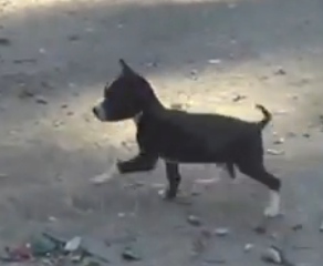 ویدئو :  فیل و فنجون