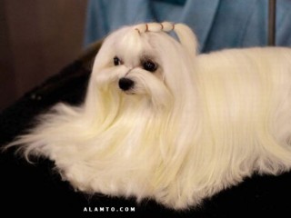 ویدئو :  اتفاقات جالب حمام نرفتن سگ های خانگی