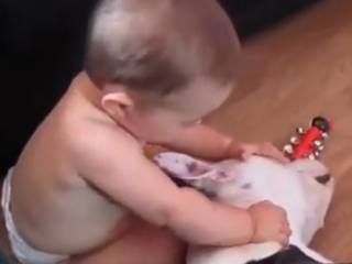 ویدئو : محبت سگ و گربه ها به بچه