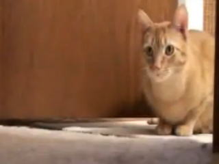 ویدئو : عشق شکار به شکارچی