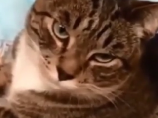 ویدئو : اوج محبت گربه
