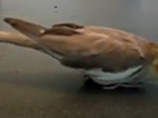 ویدئو :شرطی کردن عروس هلندی