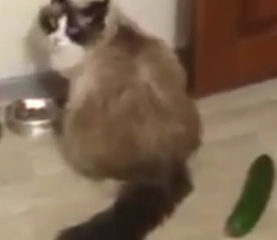 ویدئو :  گربه ها دربرابر خیار