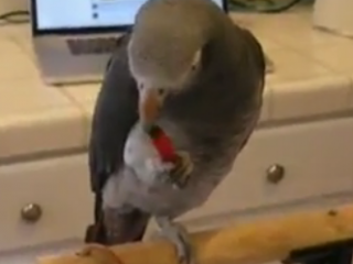 ویدئو : آیا فلفل قرمز تند طوطی را مجبور به صحبت میکند؟