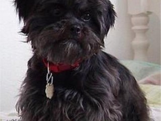 ویدئو : بازی سگ با توپ