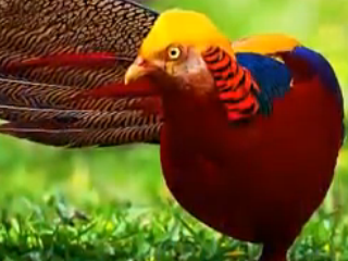 ویدئو : ببینید چقدر قشنگند! الله اکبر