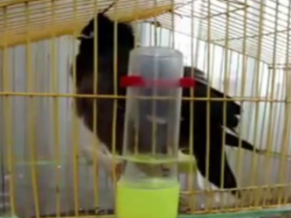 ویدئو :     خیلی زیبا حرف میزنه