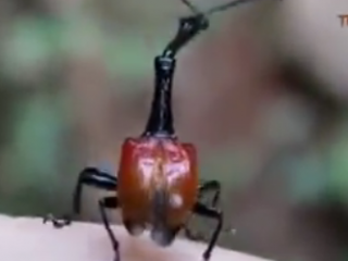 ویدئو :  عجیب ترین حیوانات جهان.واقعی