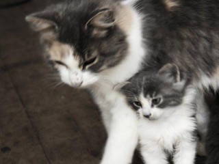 ویدئو : در آغوش گرفتن (عشق مادر و فرزند)