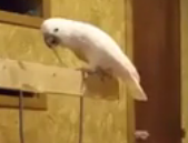 ویدئو : عکس العمل طوطی بعد از خراب شدن قفسش و......