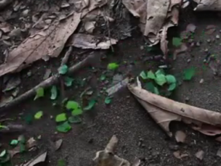 ویدئو :مورچه ها ذخایر خود را کجا می برند