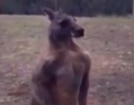 ویدئو :    جذاب ترین صحنه ها