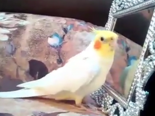 ویدئو : عروس هلندی سخنگو