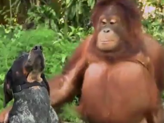 ویدئو :     دوست شدن انواع حیوانات باهم!!!!