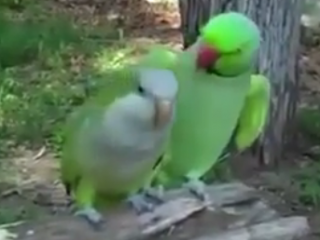 ویدئو :    لحظه دیدنی از عشق طوطی به نامزدش