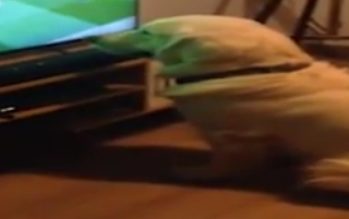 ویدئو : سگی که عاشق تماشای فوتبال است!