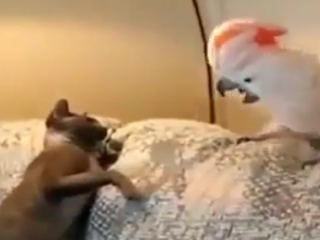 ویدئو :  یکی بیاد اینا را جدا کنه ..!!!