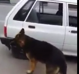 ویدئو : سگ با هوش