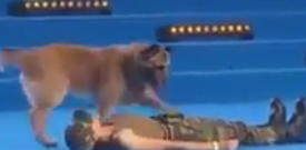 ویدئو :  تربیت سگ برای نجات امداد کمک به انسان