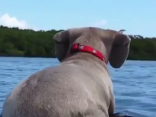 ویدئو :  صحنه های بانمک از حیوانات