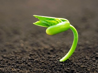 ویدئو :   می دانید برنجی که می خورید سمه ؟