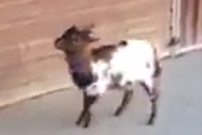 ویدئو :  ببین چه نازی میکنه