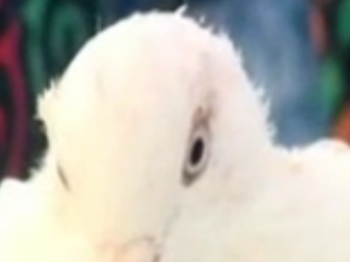 ویدئو : وقتی آرزوی دیدار امام رضا(ع) برآورده شد