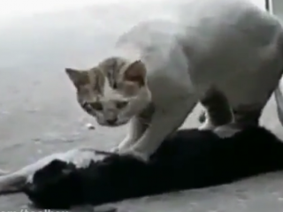ویدئو :  تلاش گربه برای زنده کردن عشقش!